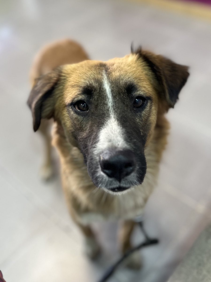 ¡Hola! Soy Bolillo,y paso por aquí a molestarte.

No tengo familia,ni un hogar.
¿Me podrías adoptar? 🥹

Prometo ser el mejor perrito del mundo,te juro que si me das la oportunidad,te darás cuenta que soy el amor de tu vida.

Tengo 2 años,talla mediana,protocolo completo.
Estoy