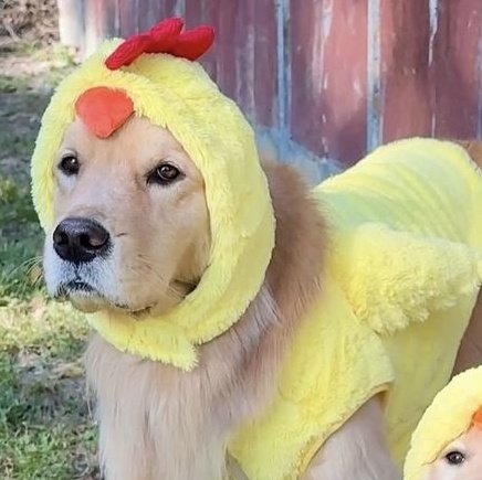 puppyytrick's tweet photo. https://t.co/VwQmGNIFQ0