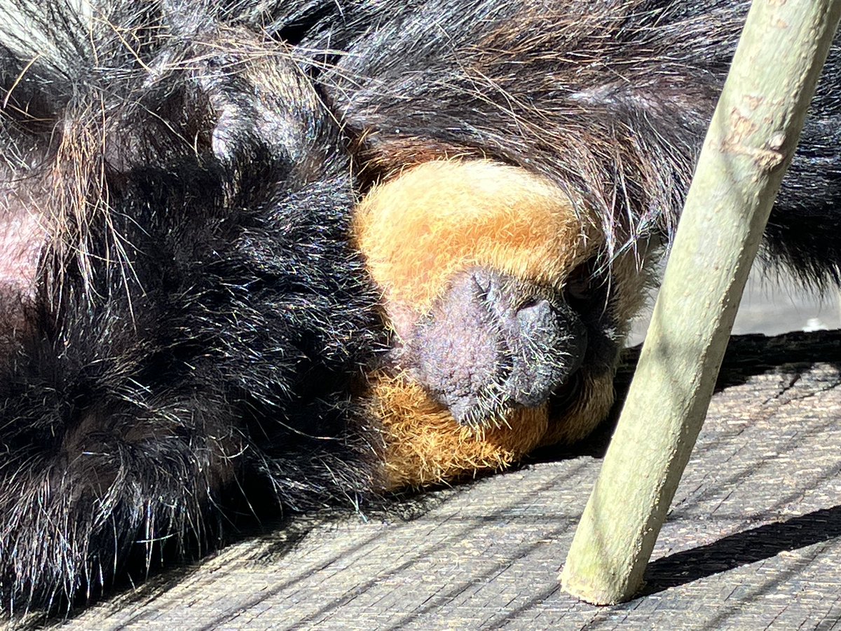 【今日のモップくん⭐︎不定期便】
天気が良いのでゴロゴロ寝モップ(阿野)

#シロガオサキ #モップくん