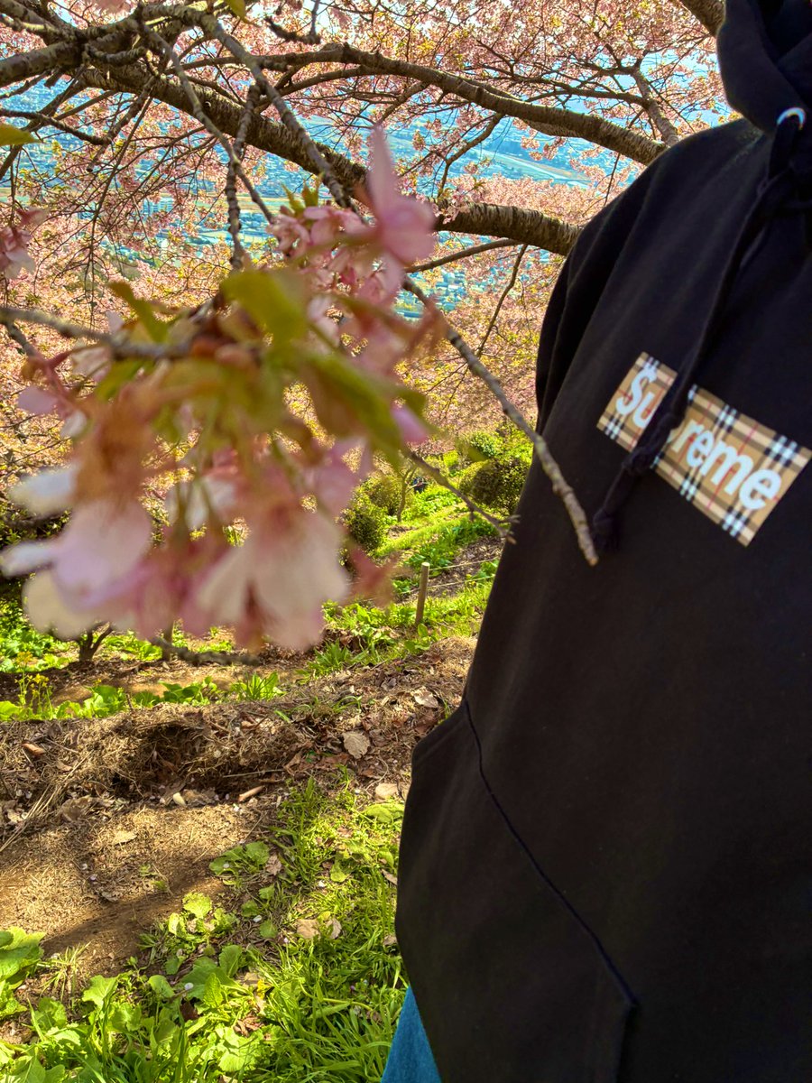 こんにちは😊 晴れてます🌸 今日はAM抽選もUNIONも🙅‍♂️ 桜咲かせる