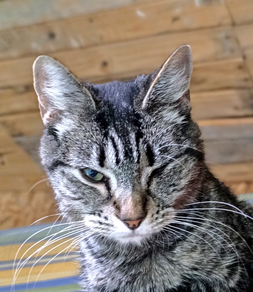 We need you, the days are passing and our food is running out. Please 🥺 there are 12 of us cats and our human can't do it alone right now ❤️ every little bit helps, I can't feed them without support 😞 please help <a href="/GeneralCattis/">"Mad Cat" Cattis</a> 
👇🏻 Click here and help us
gogetfunding.com/rescate-sus-vi…