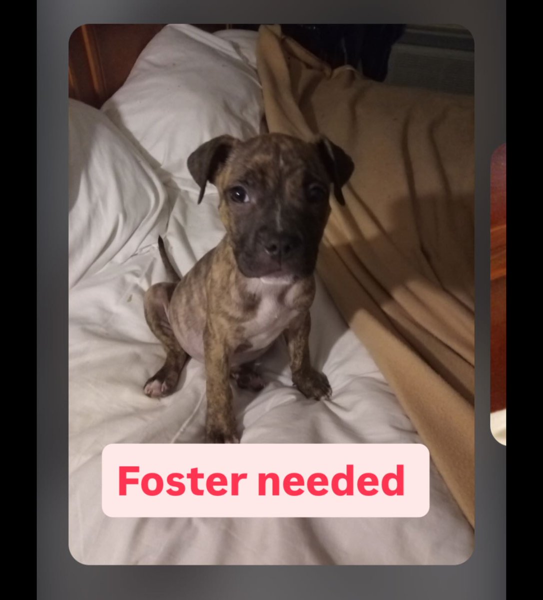 8415_n's tweet photo. #Fosterneeded
Sweet 6wo. old #pittie #puppylove is craving for a #fostermom, #fosterdad or even #fosterfamily of #DogLovers in the greater #SanDiego area. #Coronado #ChulaVista #NorthIsland #NationalCity #Bonita #ElCajon #LaMesa
#Foster with @itsthepits
https://t.co/OTL4NxLXD1 https://t.co/Y8PnDMcIBf