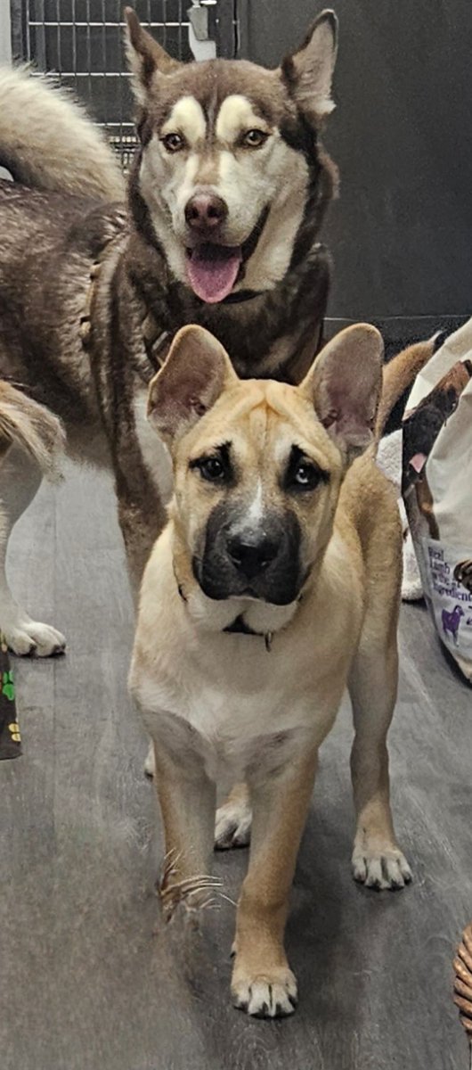 South Texas Animal Rescue Group, AKA STAR Group tweet media