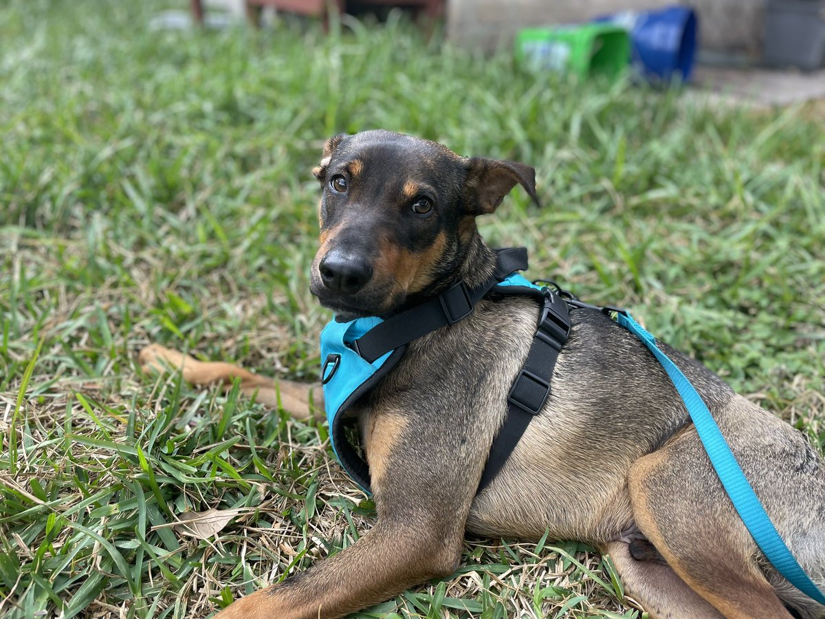 South Texas Animal Rescue Group, AKA STAR Group tweet media