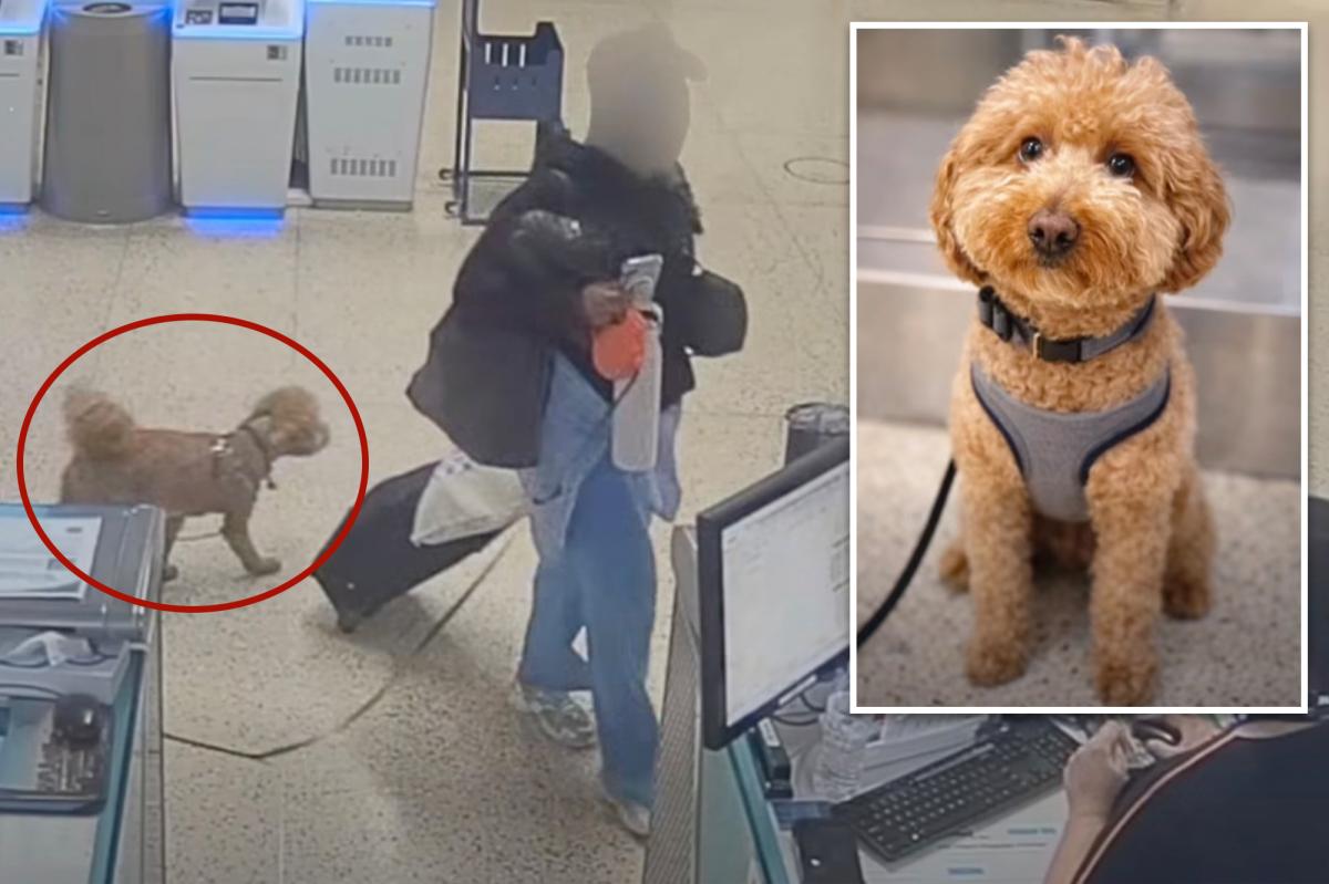 nypost's tweet photo. Heartless traveler arrested for ditching 2-year-old pup at Harry Reid Airport to board plane https://t.co/PTK4ZwRGxa https://t.co/Dx4gYcb94j