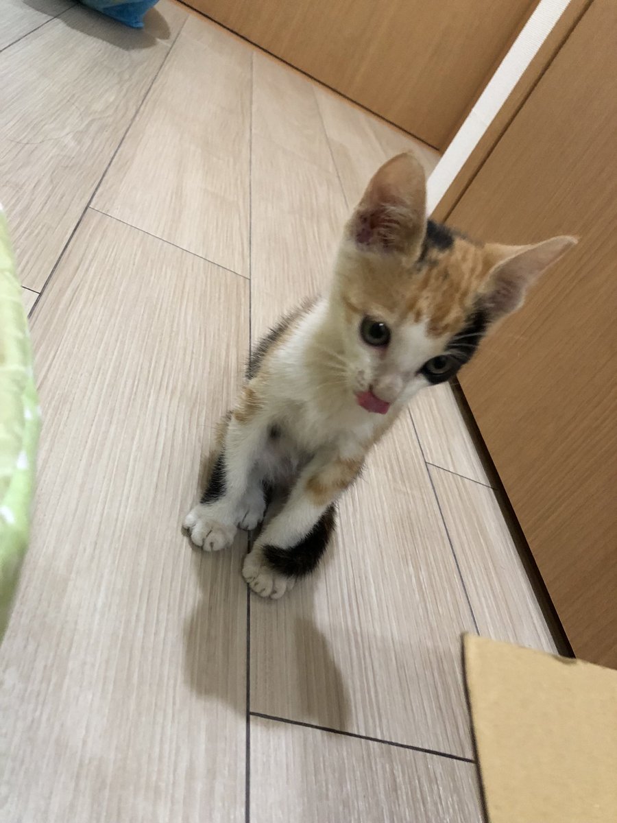 ねこまた (@nabenekoma) / Posts / X
