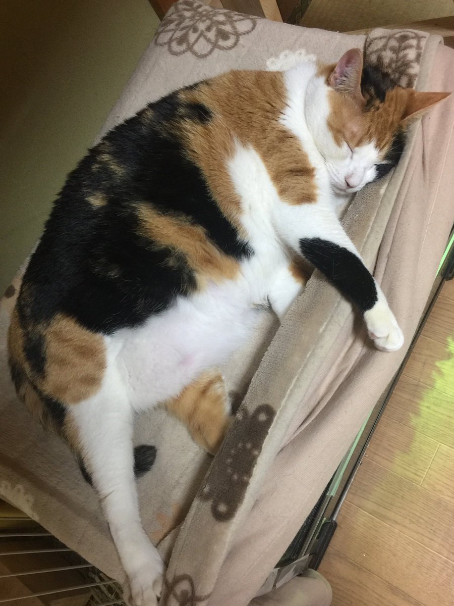 ねこまた (@nabenekoma) / Posts / X