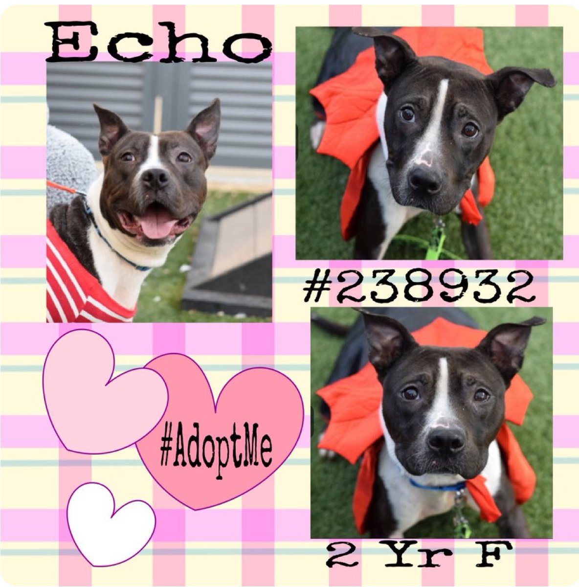 Quinnqueens's tweet image. #DogoftheDay
#ThursdayThrive
💖 Echo #238932 💖
#QueensACC 2 yr F
Gorgeous shy girl, now described as a “Wild Child.” Adored by  volunteers, enjoys a good game of fetch &amp;amp; tug of war. She deserves a loving 🏡 where she can be safe, kids 13+ #AdoptMe #Foster
nycacc.app/browse/238932