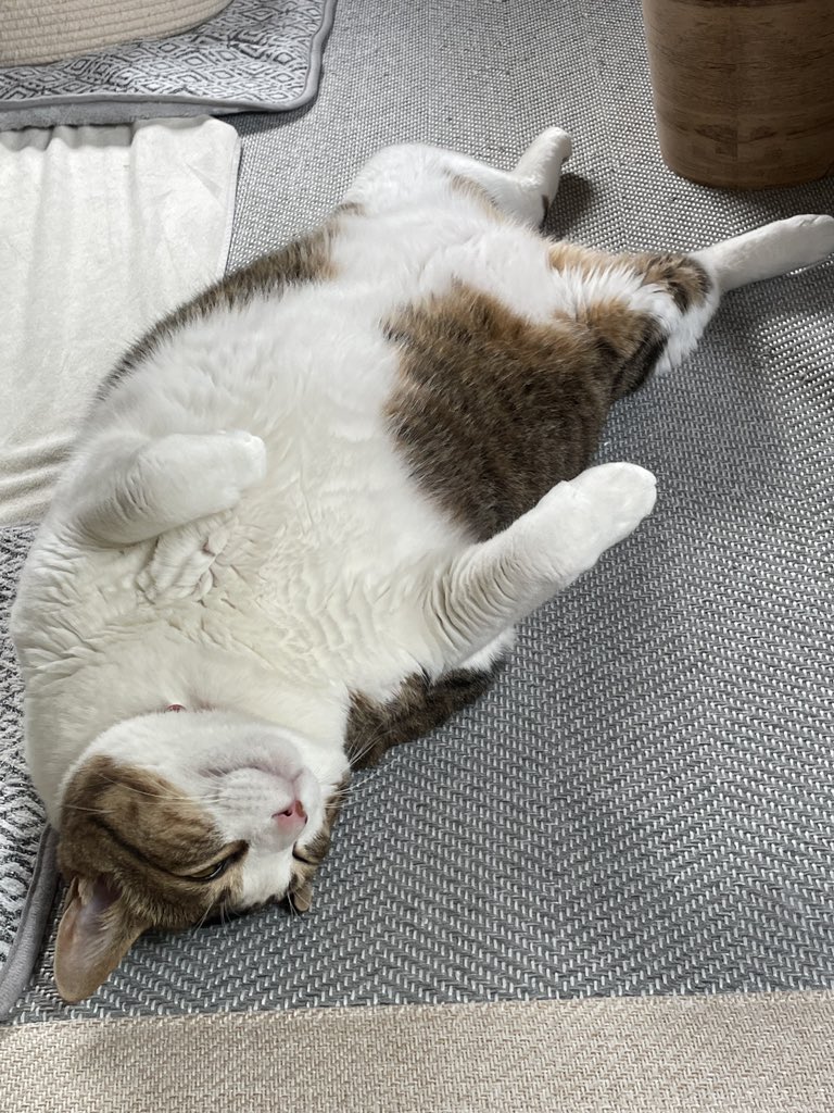 RT @mew_meow00: 沼で溺れていたところを拾われた猫がこんなにも大きく