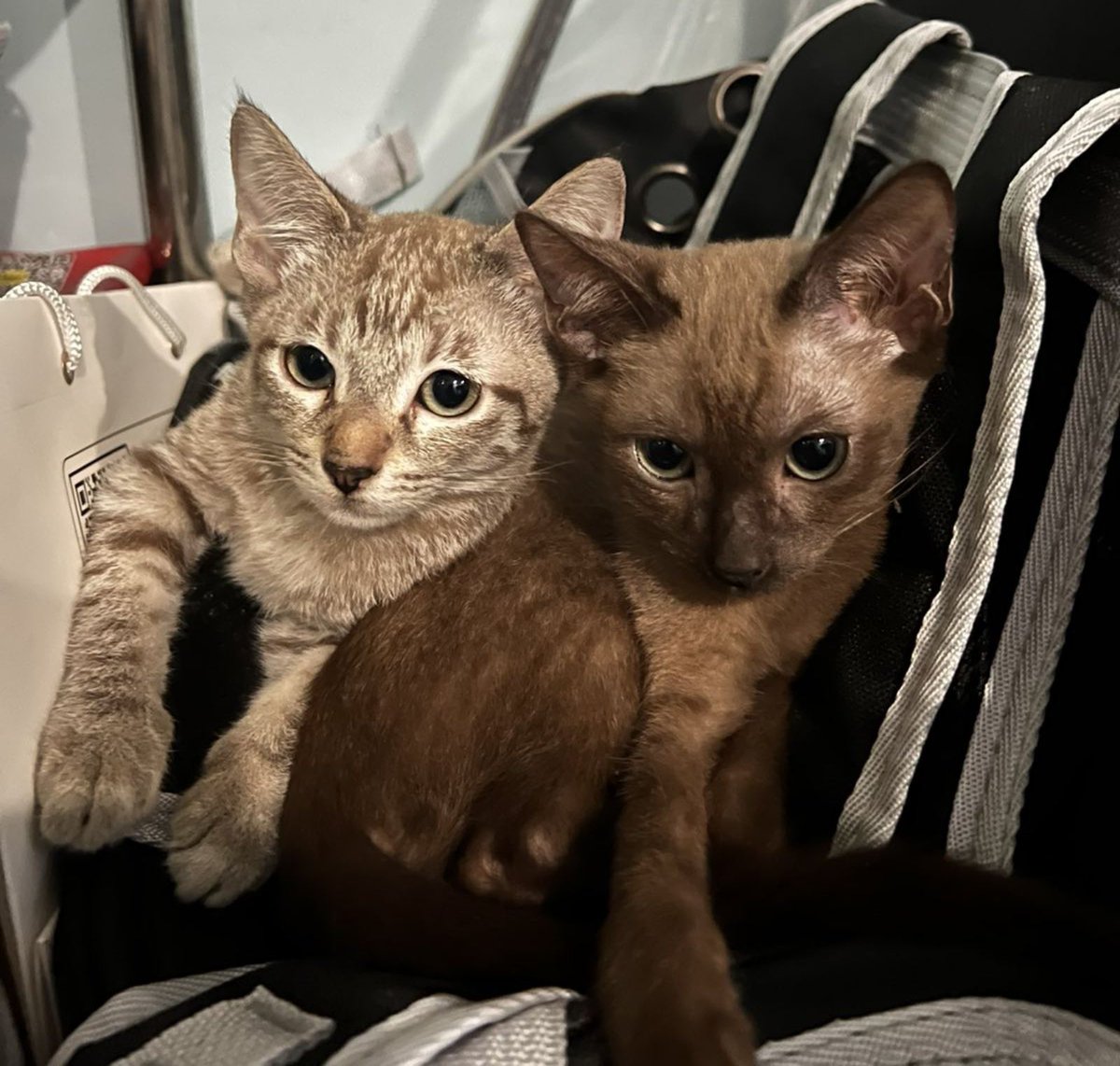 jeno_gives's tweet image. Is it possible to turn this photo of my cats to cash? 🤔#FromCatsToCash