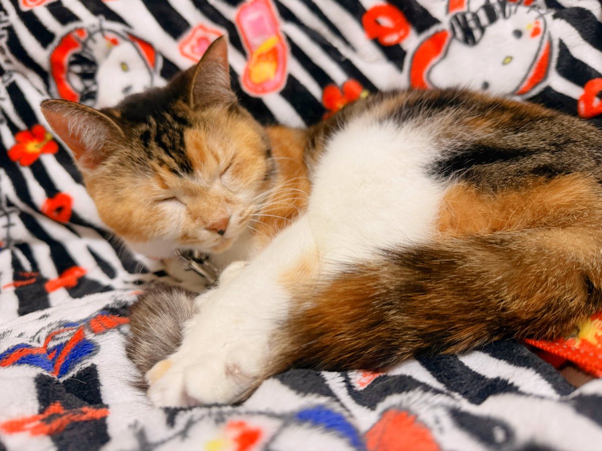 Post by あめちゃん🐱 on X: 🐱