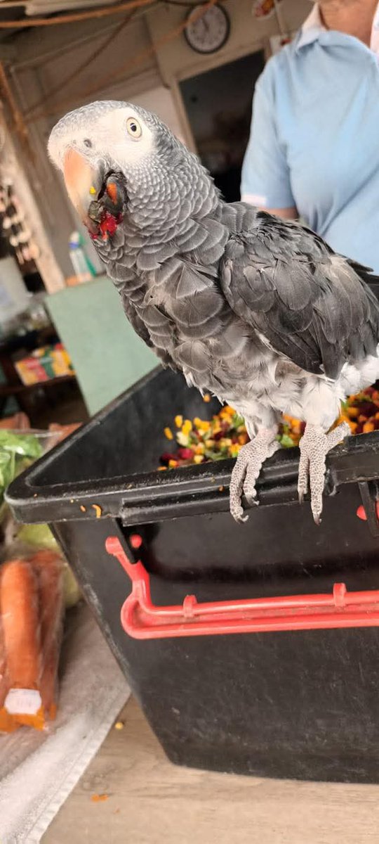 Brainy Birds SA tweet media