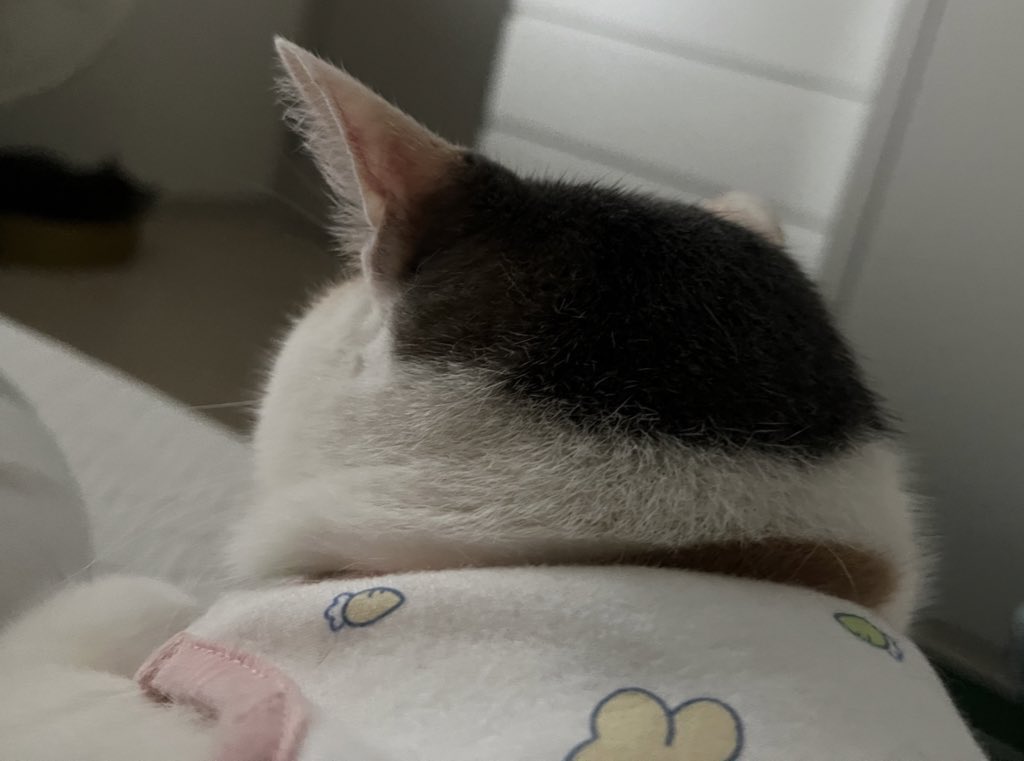 프리라떼주인 tweet media