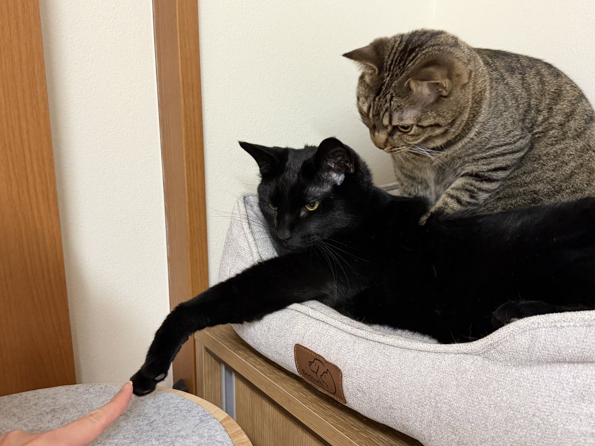 旅猫 (@tabinekocat) / Posts / X