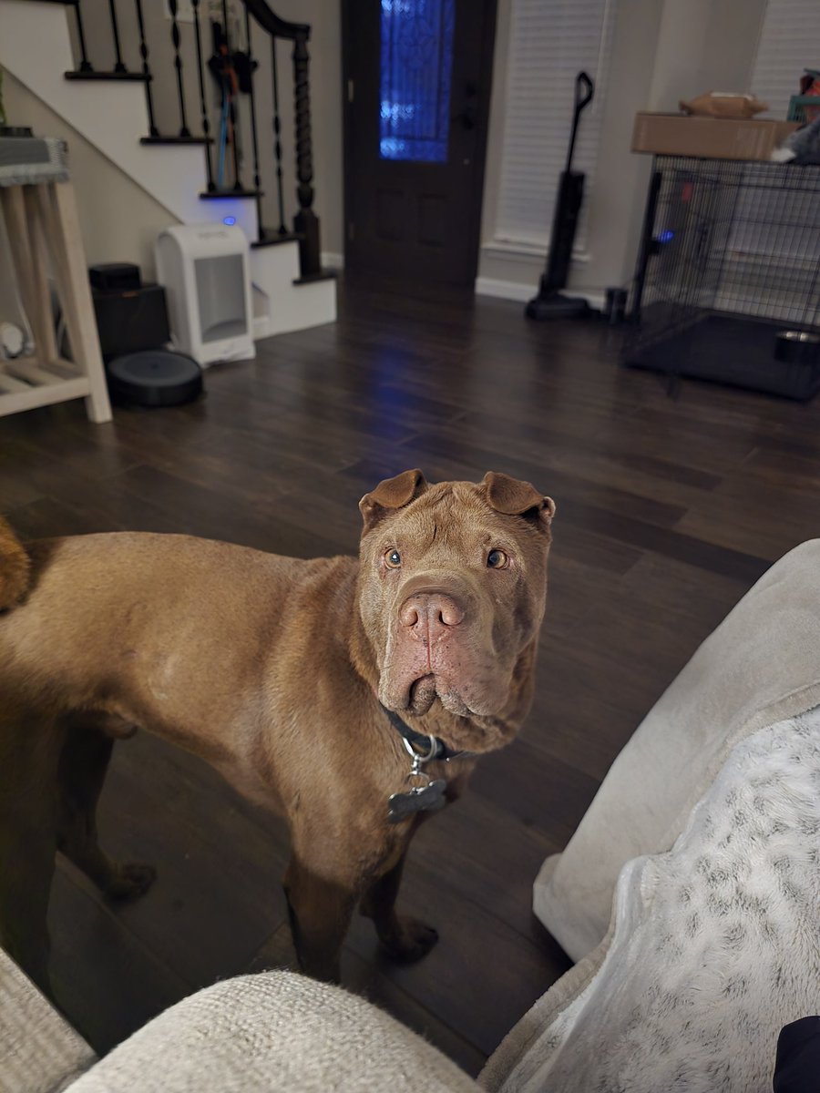 FishDad94's tweet photo. @Aliwaystream Theo says hi https://t.co/RczvQKkdDb