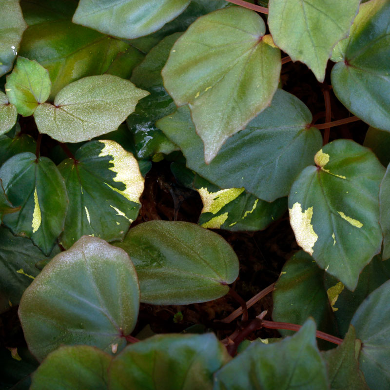 ZEROPLANTS tweet media