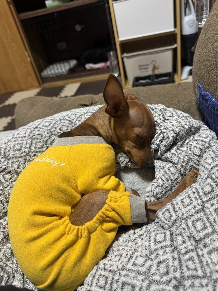 mongoru419's tweet image. めっちゃ可愛い
黄色やでなんかブルース•リーみたい笑