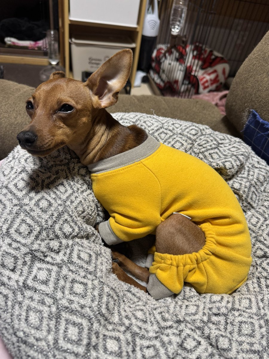 mongoru419's tweet image. めっちゃ可愛い
黄色やでなんかブルース•リーみたい笑