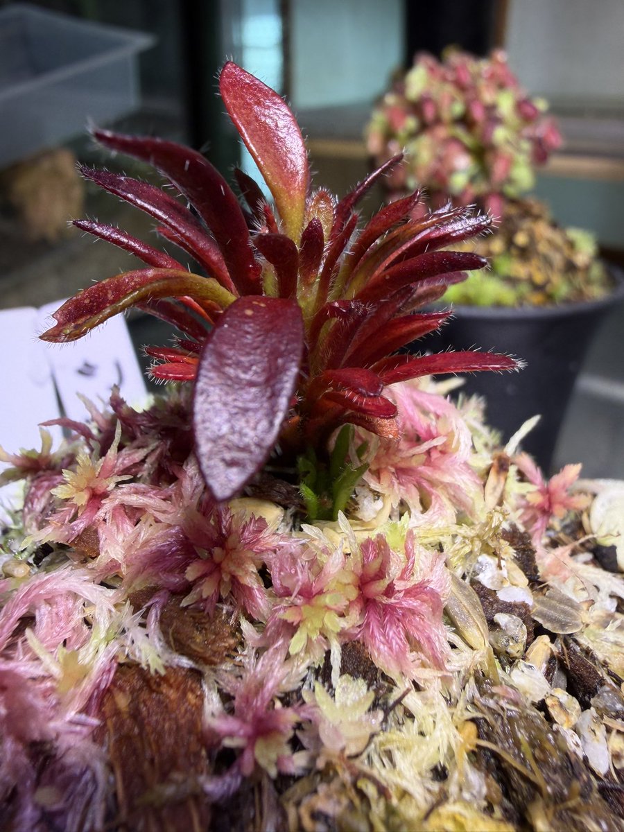 GreenJawsのCephalotus error。 脇目が出て来た。
