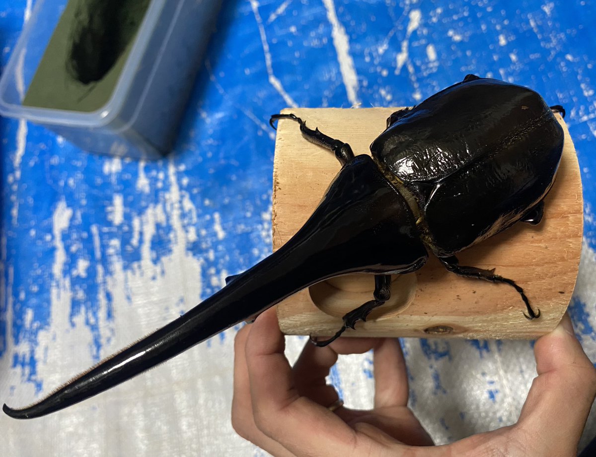 お知らせ】 2/22 インセクトディスカバリー参加します 今回は170mm台