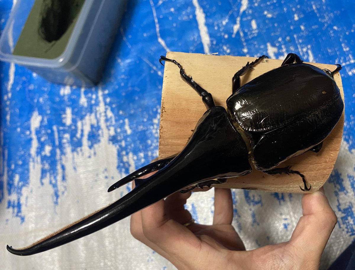 お知らせ】 2/22 インセクトディスカバリー参加します 今回は170mm台