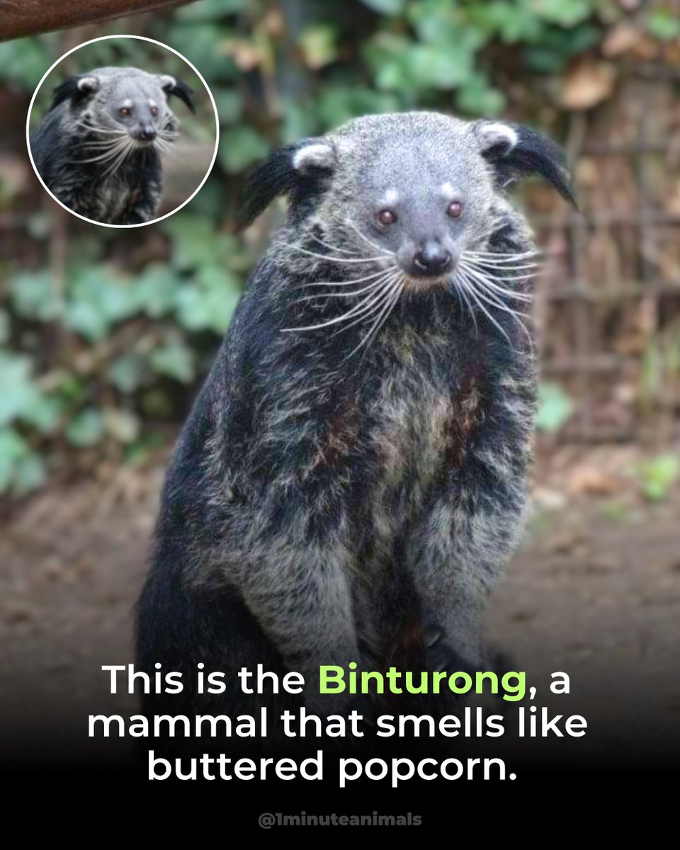 1MinuteAnimals's tweet photo. That buttery popcorn scent comes from a chemical compound called 2-acetyl-1-pyrroline, the same molecule found in freshly popped corn.

Binturongs use it to mark trees and branches as they move through the rainforest canopy.

#Binturong #WildlifeFacts #1minuteanimals https://t.co/jnM205N5VM