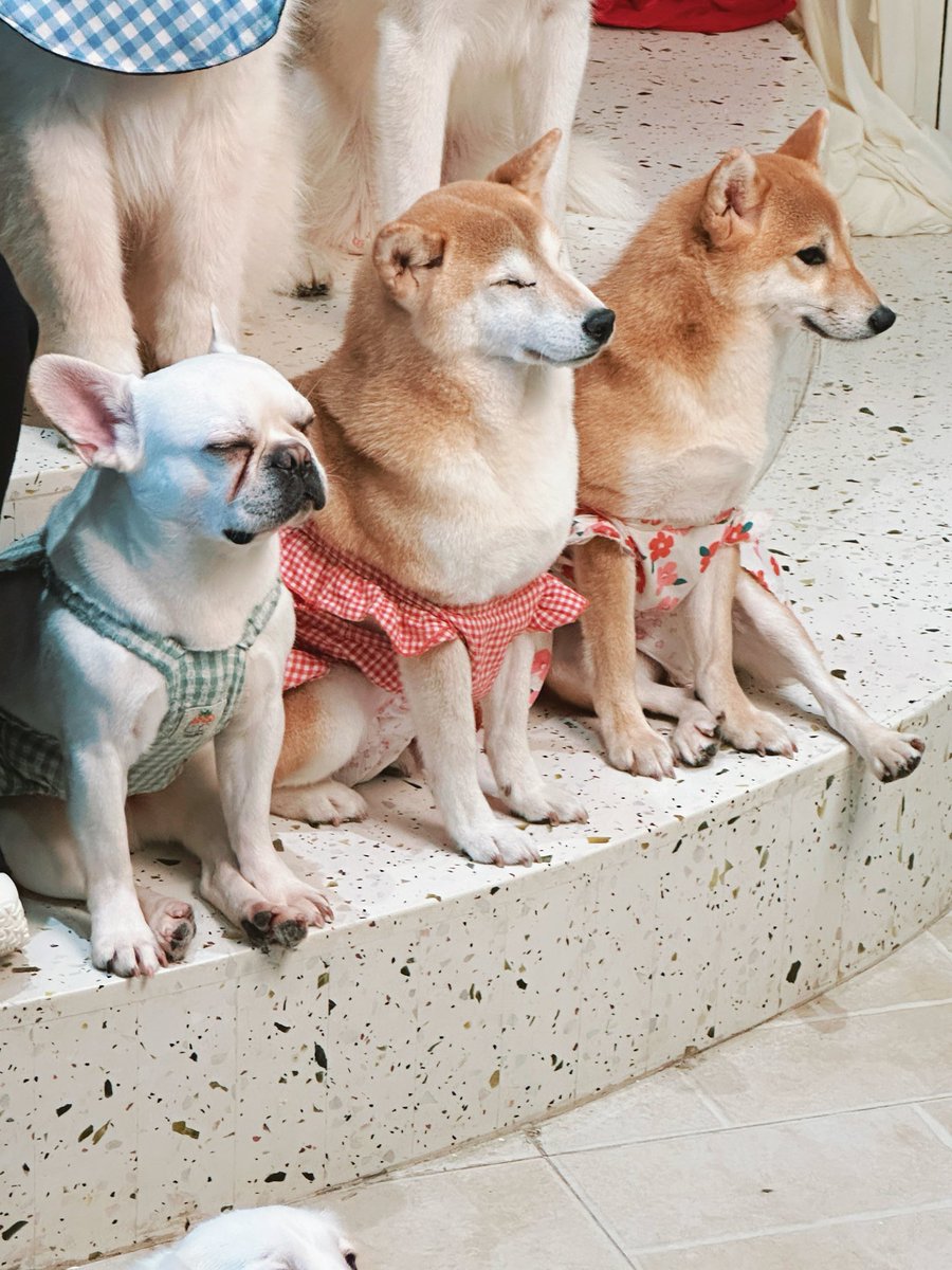 鼎鼎 Ding tweet media