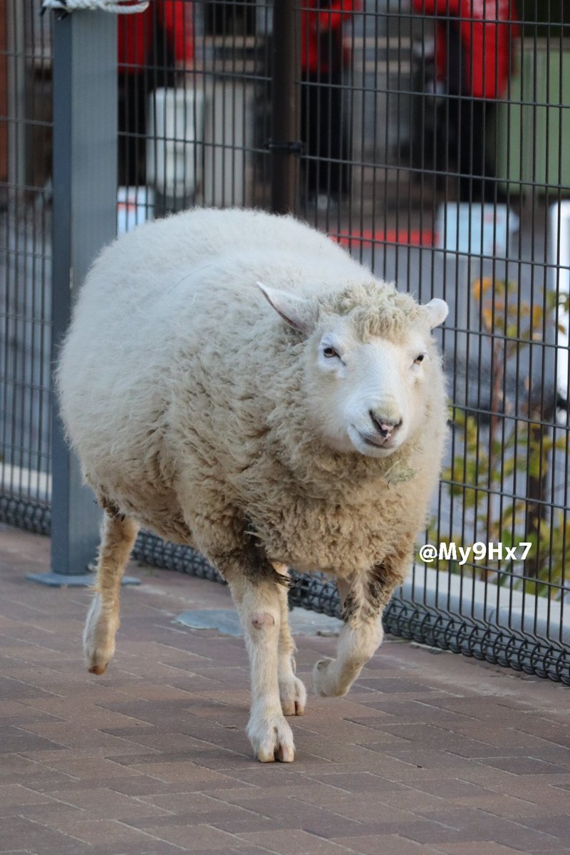 今晩は素敵なフラッペちゃんとともに🩷 #天王寺動物園 #ヒツジ