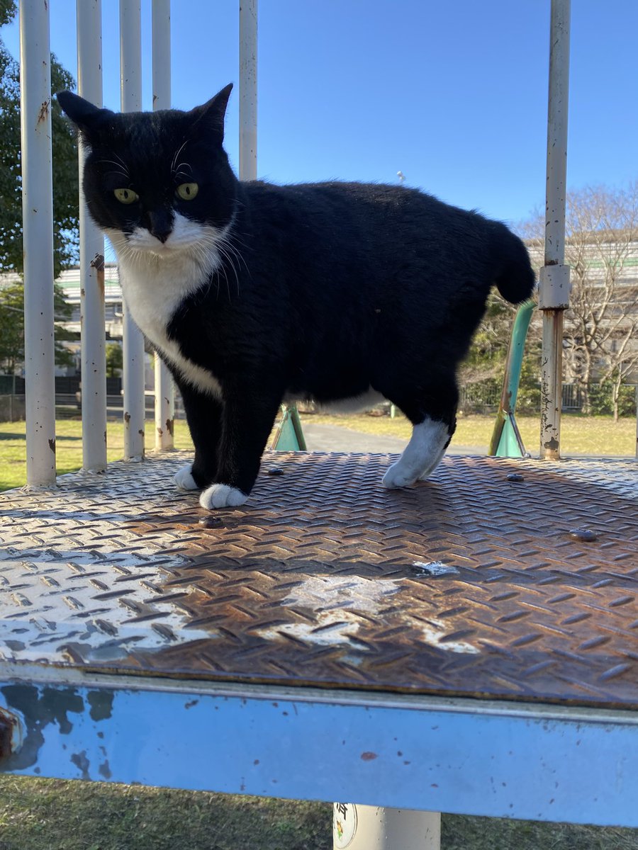 にゃん太郎 (@nyannyan__taro) / Posts / X