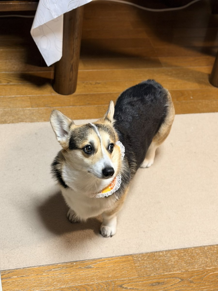 黒コーギーのロボさん (@juntan911rsr) / Posts / X