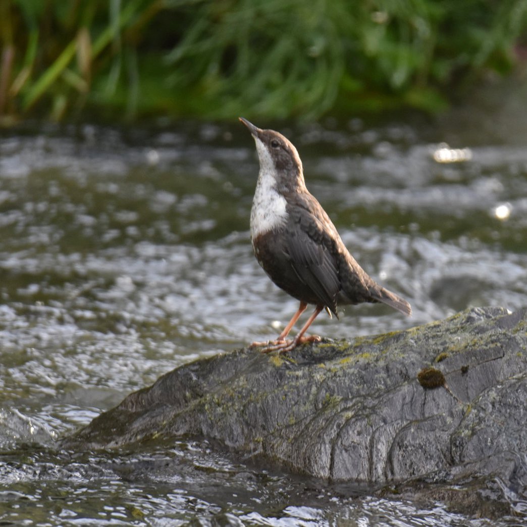 Birding Catalunya tweet media