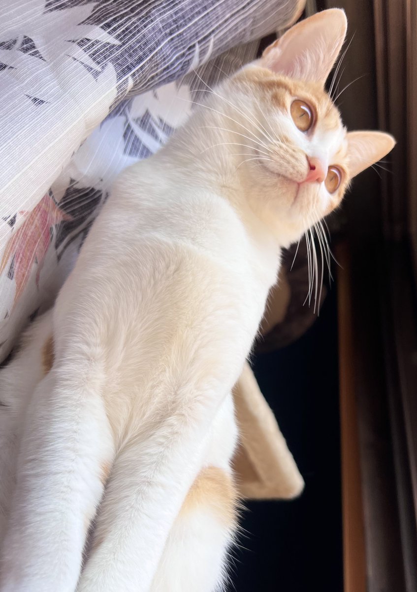 お目々がこぼれ落ちそう