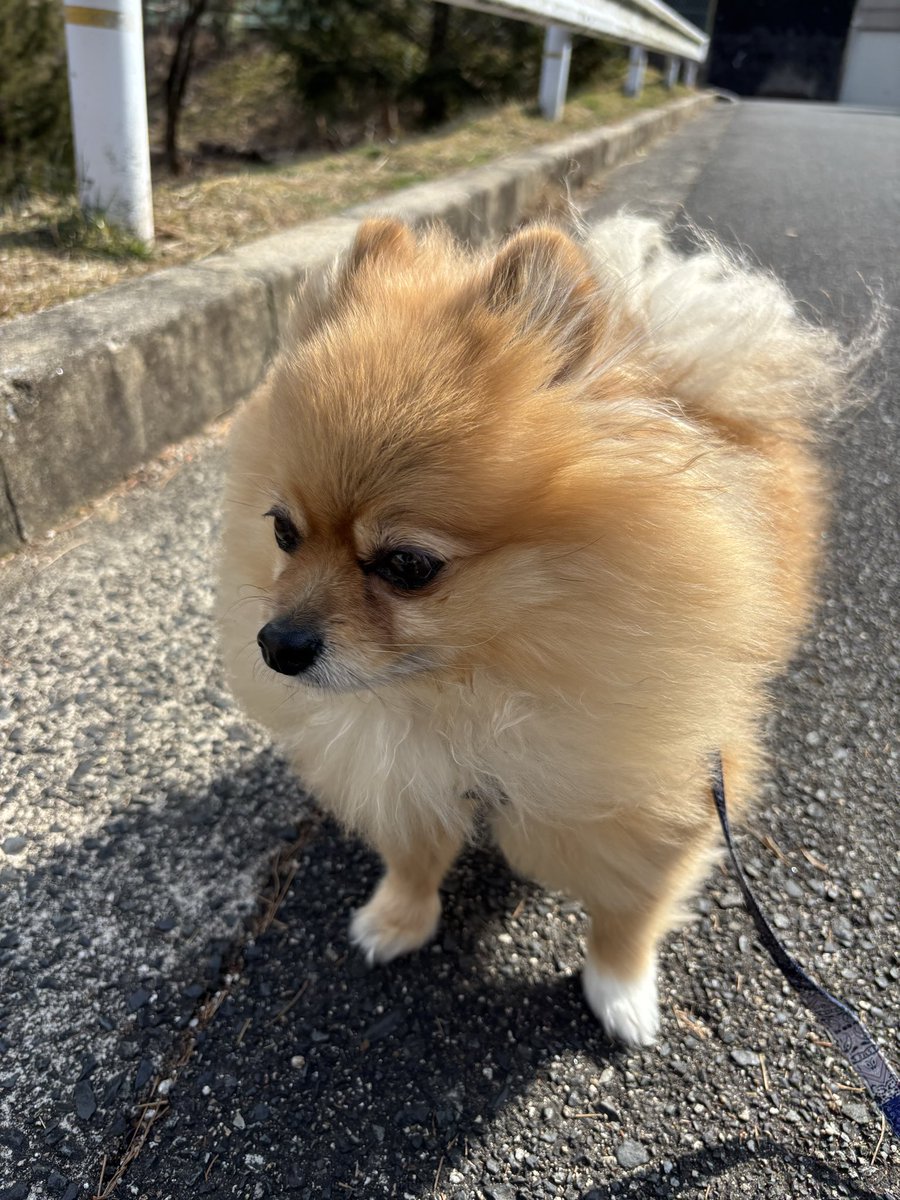 ZatutuNo3's tweet photo. 久々のポストですが、息子に自分のキーマウ、モニター一色を、プレゼントしたから、自分はリビングのテレビで、フォトナ・・・ほとんど出来ないです😭善ちゃんで、癒される毎日、もふもふサイコー🤭 https://t.co/clxpUzJIDy