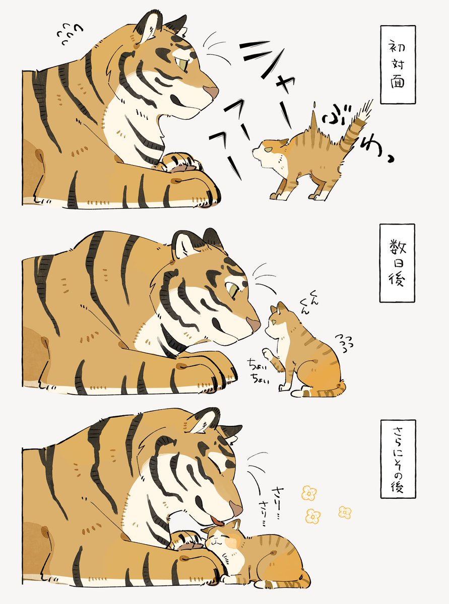 猫と大きな猫🐱🐯