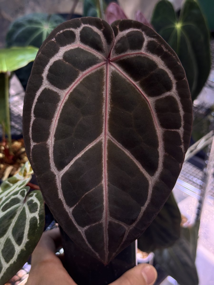 Nori / 2.28みどり座/3.8DeepJungle (@nori__plants) / Posts / X