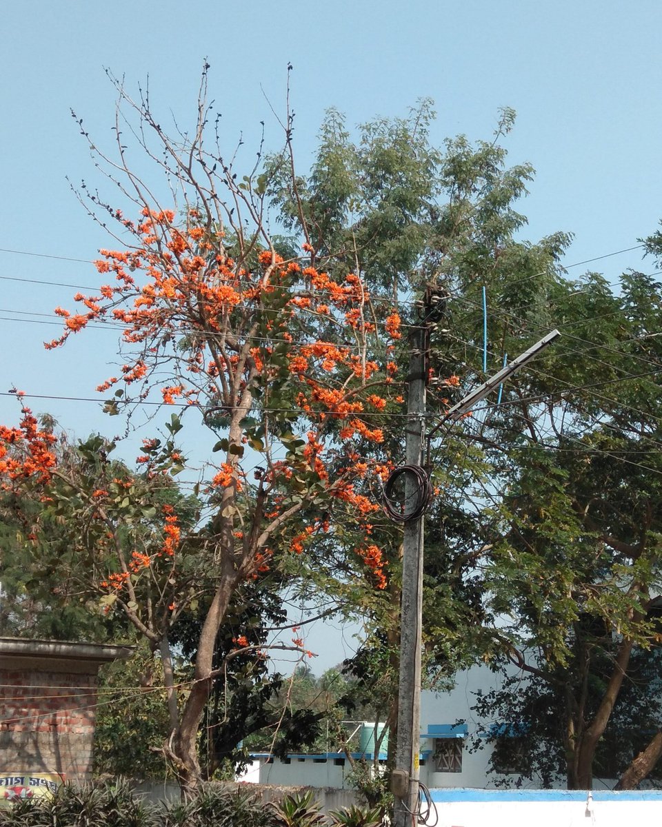 bhramar_ray's tweet photo. রোদনভরা এ বসন্ত সখী ,
কখনো আসে নি বুঝি আগে ।
মোর বিরহবেদনা রাঙালো
কিংশুকরক্তিমরাগে । ... 🎶
#পলাশ #কিংশুক
#ButeaMonosperma
#FlameOfTheForest https://t.co/sqbBmr7nZQ