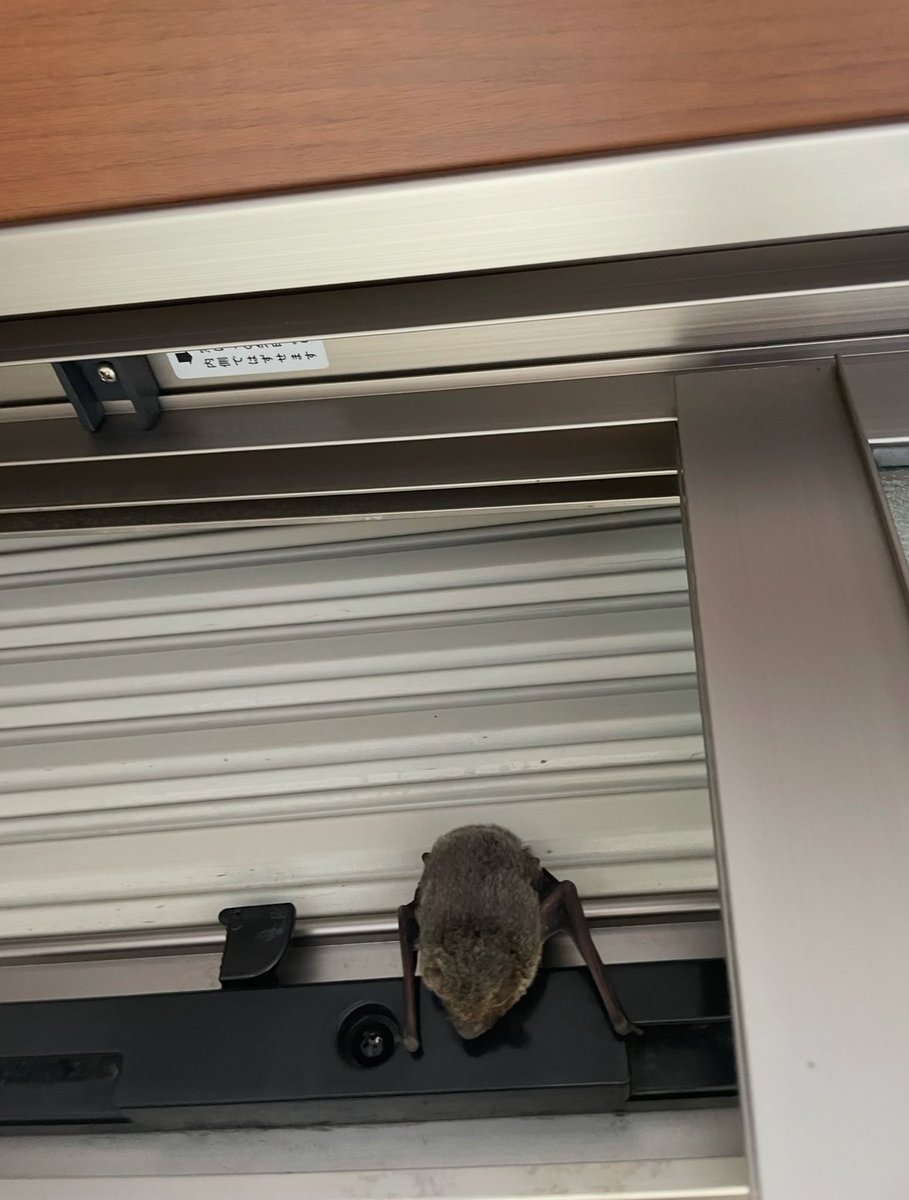 鹿沼亜美 tweet media