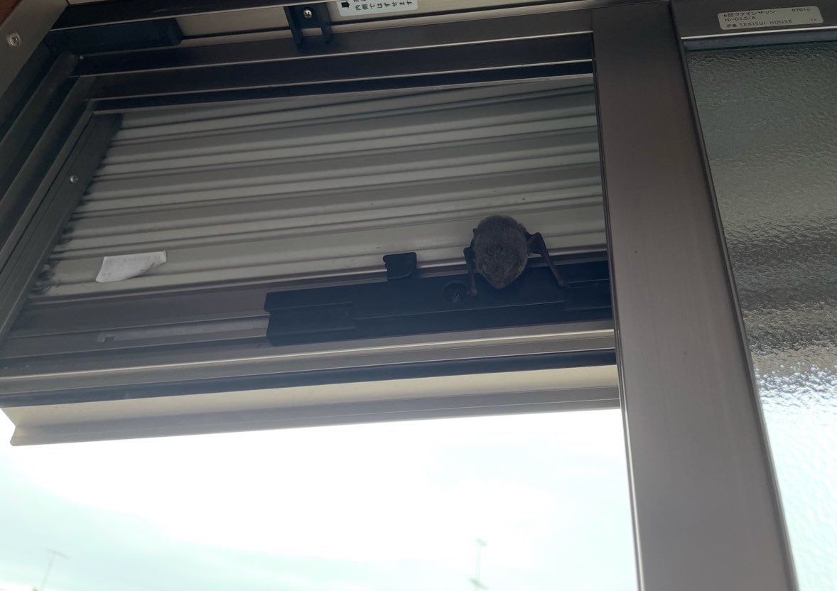 鹿沼亜美 tweet media