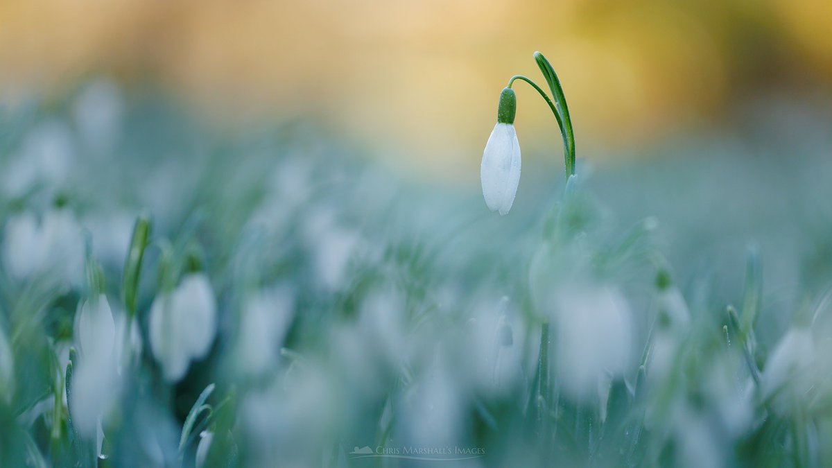 twogiantscoops's tweet photo. Snowdrops at Sunrise
The early morning golden light on the moorland hills made an attractive background for close up photography. The deliberate dreamy effect was created with a shallow depth and  precision positioning of the camera.

#snowdrop #dartmoor #flowers #macro #chapel https://t.co/jZ05QjUgbK