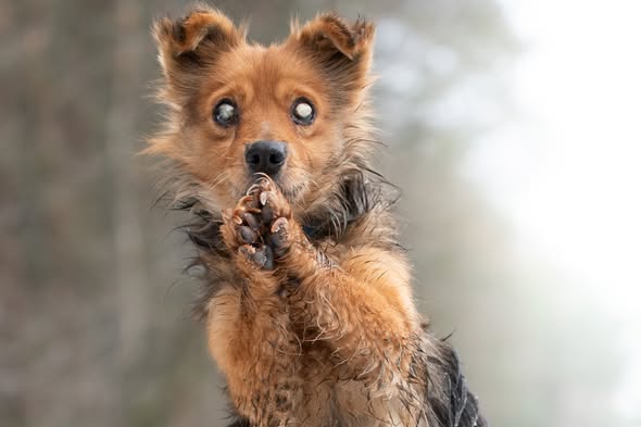 Słuchajcie, macie przed sobą zdjęcie niewidomego psa, który znajduje się w schronisku w Nowodworze. To malutki Blindy. On naprawdę nie widzi świata, w którym się znalazł.

W schronisku jest mu zwyczajnie trudno. Potyka się, wpada na przeszkody, uderza o budę, bo nie ma jak