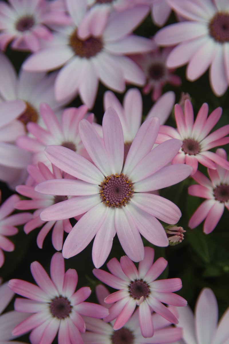 Wishing for a world where everyone can smile like these flowers 😇

#WorldPeace  #Cineraria