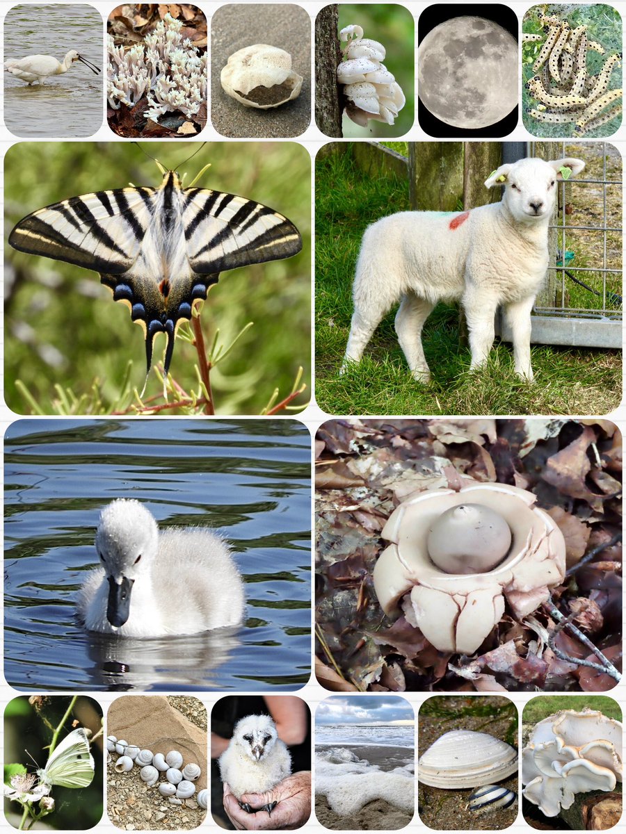 MiekePoiesz's tweet photo. #KleurInDeNatuur
#eierschaalwit
#ColorInNature
#Eggshellwhite
#Dag19
@ChrRoland
Fijne dag!๐โโ๏ธ https://t.co/AB1HVsqFFH