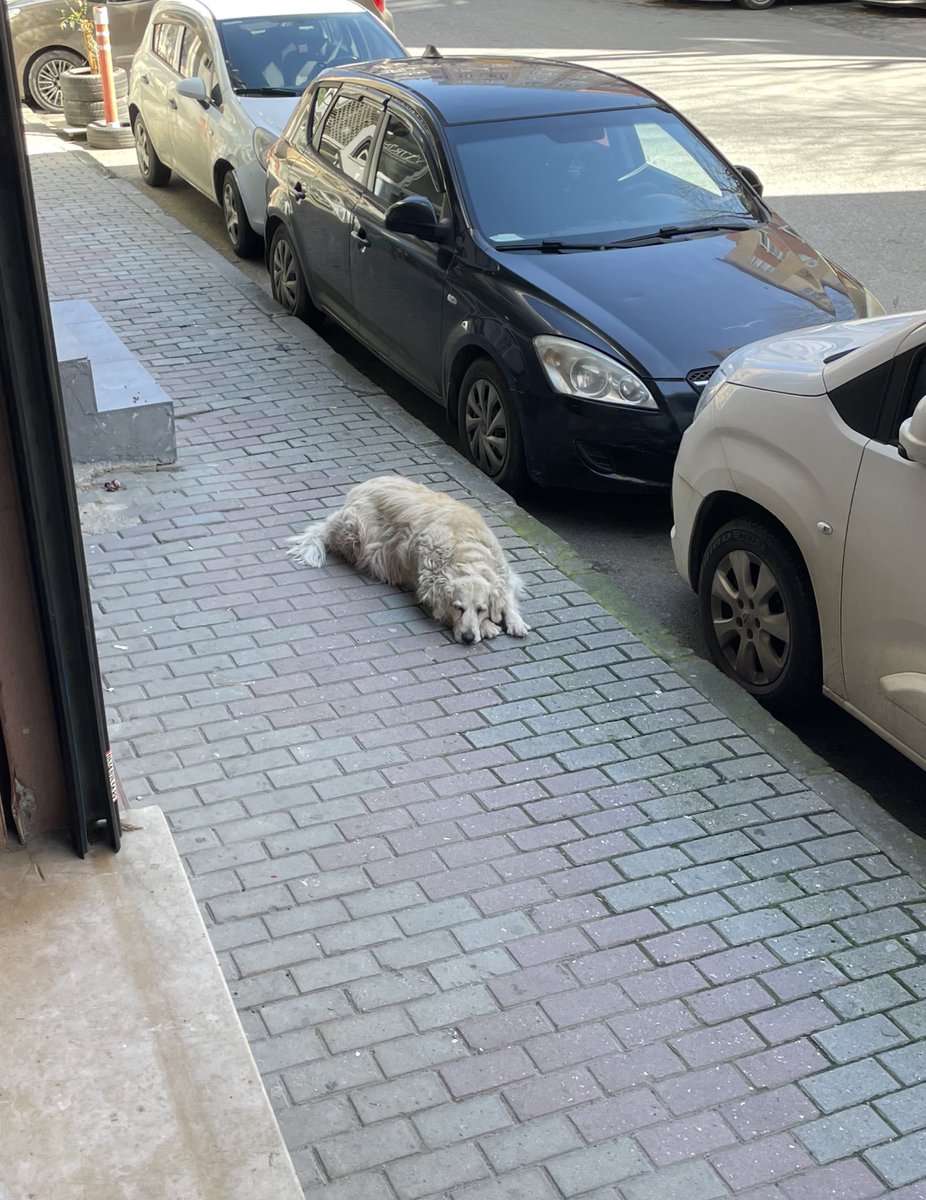 Bu güzel çocuğun ismi pamuk.
Sahibi var ama sadece barınmasını karşılıyo diyebilirim.
Sürekli sokakta ya kedi maması yiyo ya da kasaptan çiğ tavuk yiyo.
Bi ihtimal eğer sahiplenmek isteyen olursa sahibiyle konuşmak istiyorum.
Çok güzel huylu, kedilerle arası çok iyi