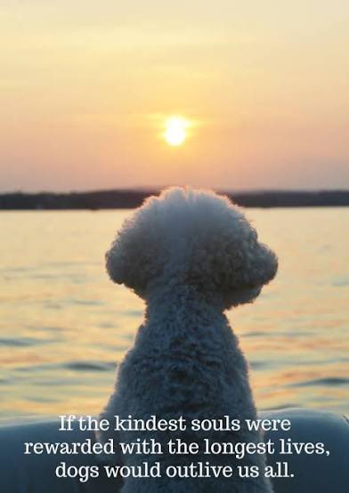 Seahorse tweet media