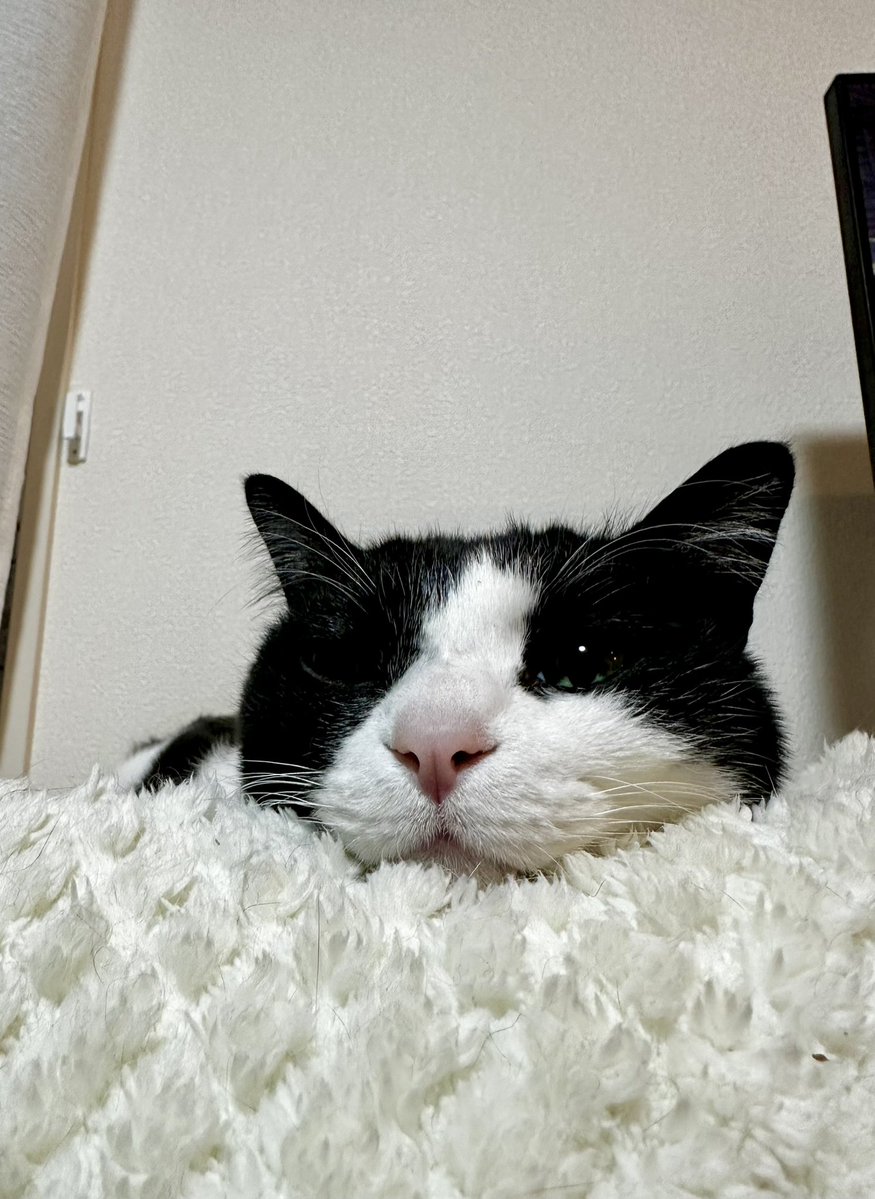 あさひ (@asahiFleetNeko) on X