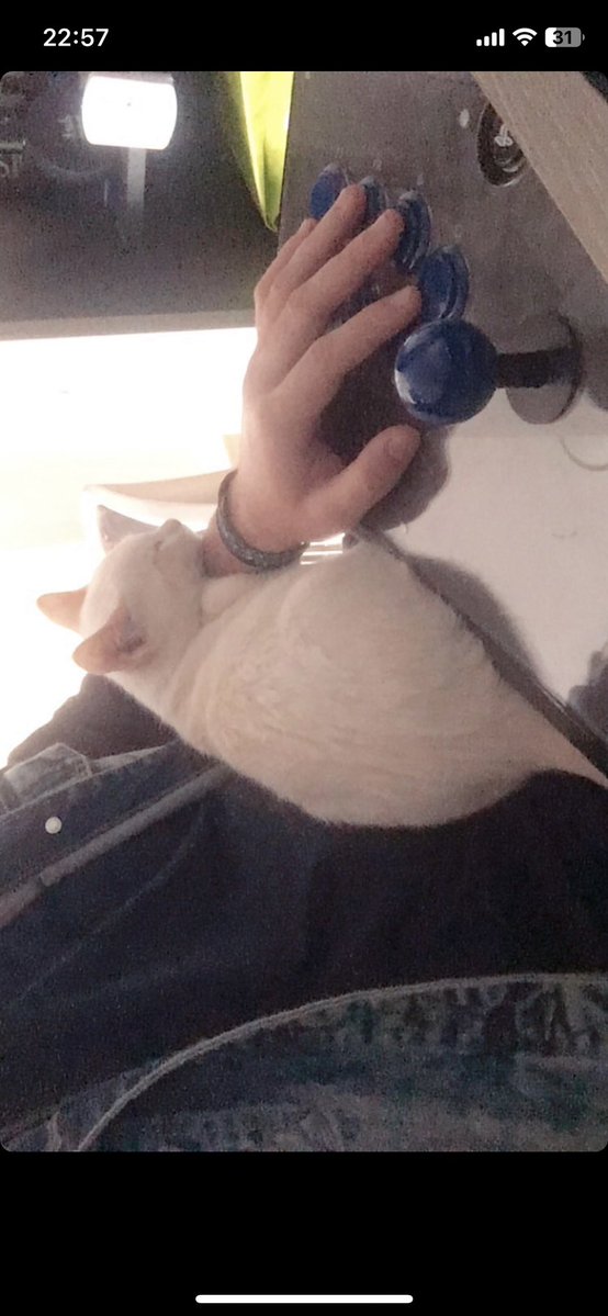 mirad al Shiro recién llegado ME MUERO 💕😭