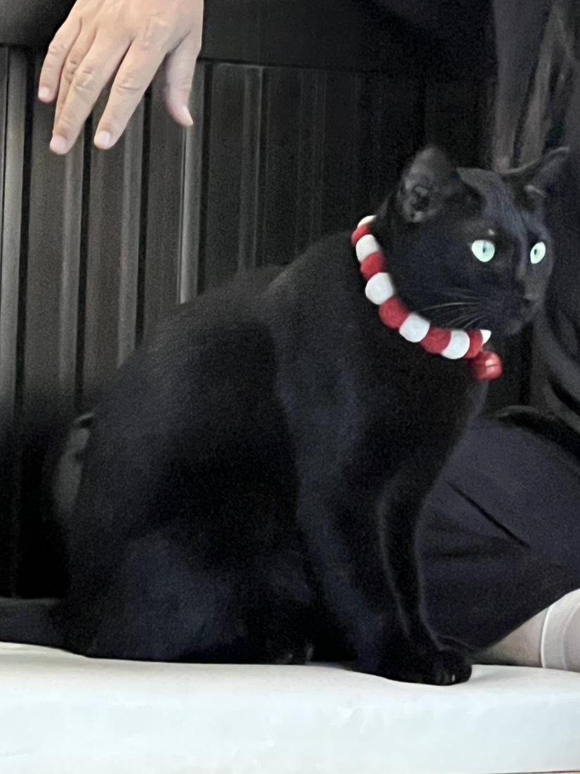 CatsterClub's tweet image. 🏡 หาบ้านให้น้องแมว 🏡 (ฝากประกาศ)
น้องหลงมาที่ทำงานเค้าค่ะ ตอนนี้เราและเพื่อนๆที่ทำงานช่วยกันดูน้องอยู่ค่ะ แต่ที่ทำงานมีแมวเจ้าถิ่นค่อนข้างจะดุ แล้วก็บางคนก็ไม่ได้ชอบแมวค่ะ เลยอยากหาบ้านดีๆให้น้องค่ะ
พิกัด : อบจ.นครปฐมค่ะ
น้องอายุประมาณ 1 ขวบ เพศหญิงค่ะ
เบอร์ติดต่อ : 085-4285665