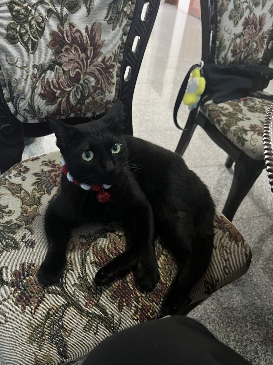 CatsterClub's tweet image. 🏡 หาบ้านให้น้องแมว 🏡 (ฝากประกาศ)
น้องหลงมาที่ทำงานเค้าค่ะ ตอนนี้เราและเพื่อนๆที่ทำงานช่วยกันดูน้องอยู่ค่ะ แต่ที่ทำงานมีแมวเจ้าถิ่นค่อนข้างจะดุ แล้วก็บางคนก็ไม่ได้ชอบแมวค่ะ เลยอยากหาบ้านดีๆให้น้องค่ะ
พิกัด : อบจ.นครปฐมค่ะ
น้องอายุประมาณ 1 ขวบ เพศหญิงค่ะ
เบอร์ติดต่อ : 085-4285665