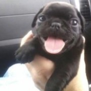 victxrya_'s tweet image. eu encontrei um menininho que flerta cmg o tempo todo usando ebaa iupiii não qui dito obaa hihihi eu sinto que encontrei o pirulito e o chapéu do meu pug feio esculhambado sem enfeite