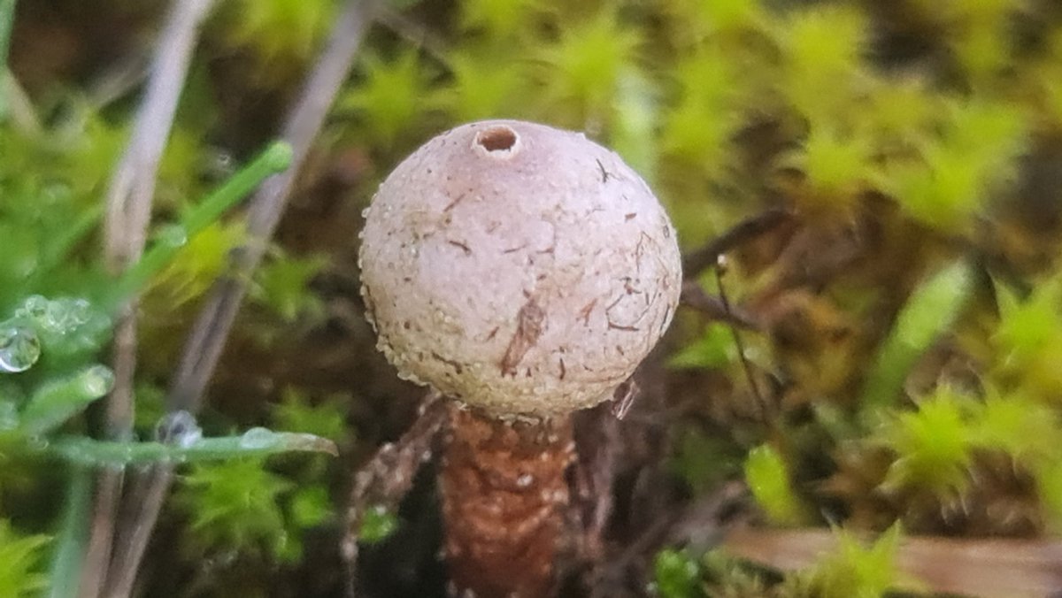 winterpitv's tweet photo. @maryvanderes @ChrRoland #eggshellwhite #kleurindenatuur https://t.co/jM8BhkjQTo